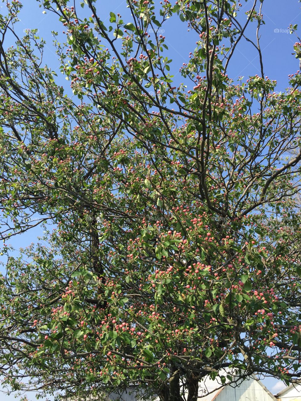 Flowering crabapple