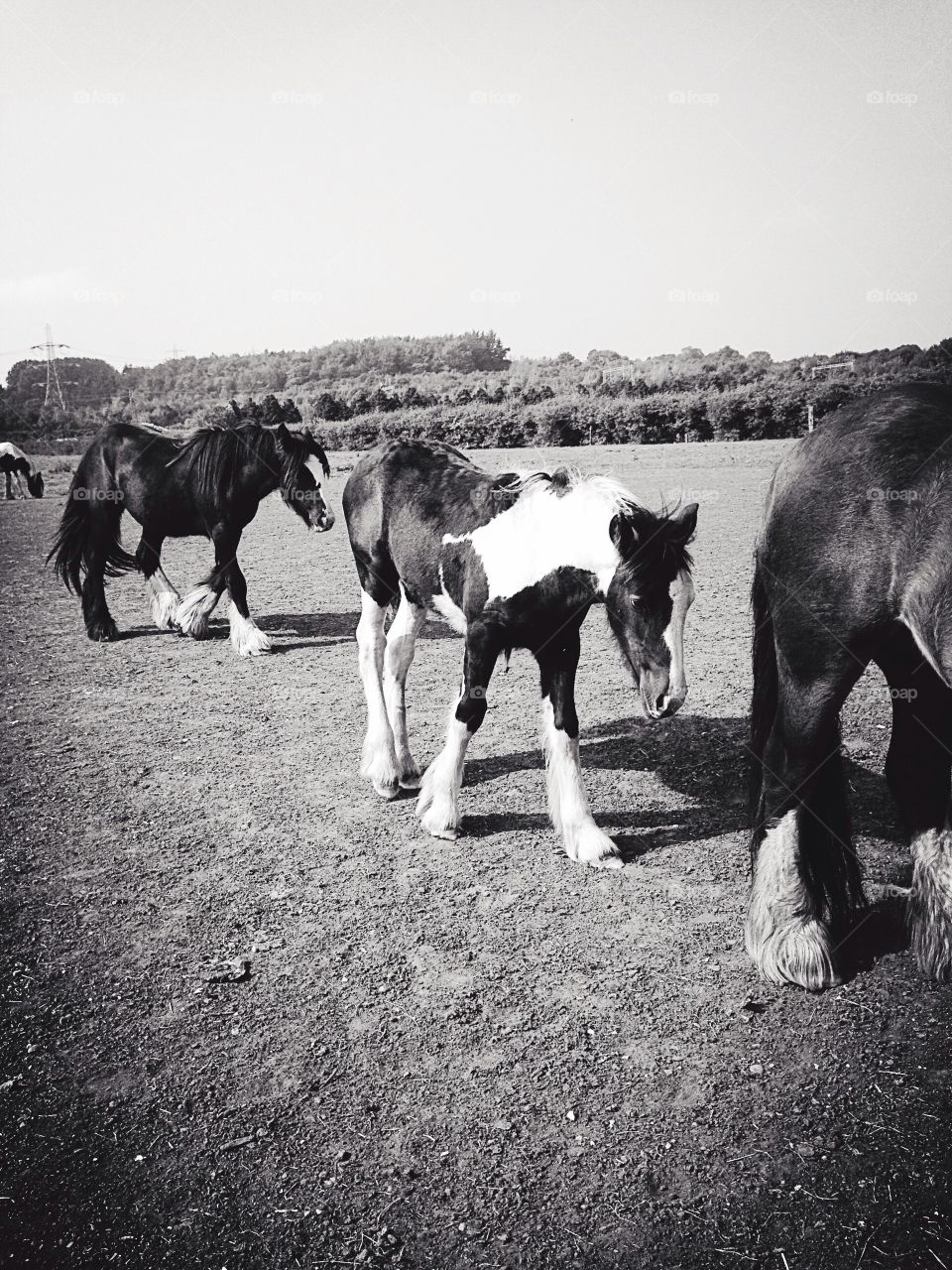 Horses and foal walking in a line