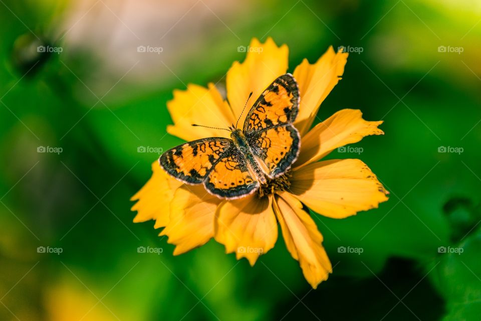 Cooper atop Coreopsis 