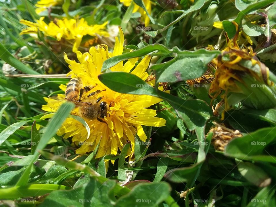flower grass bee