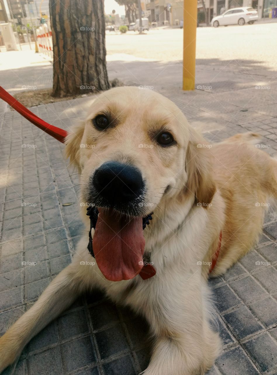 Happy golden retriever :)