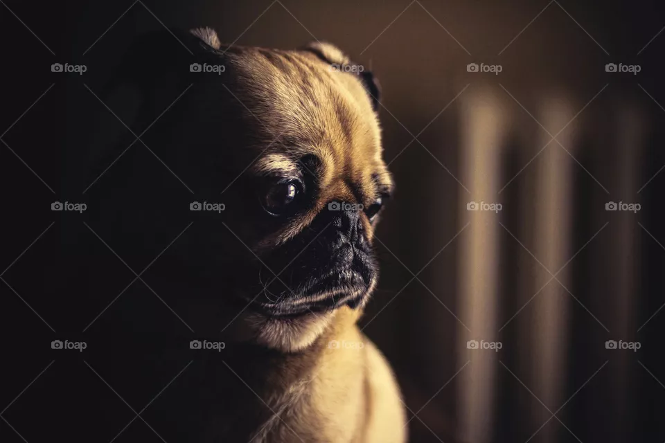 dog04