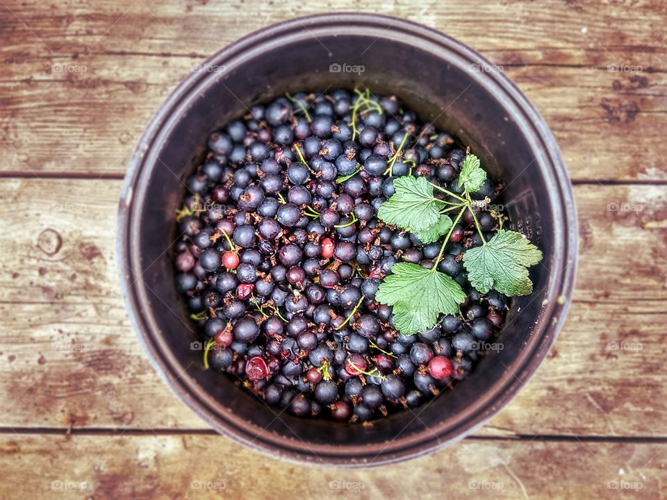 black currant berries