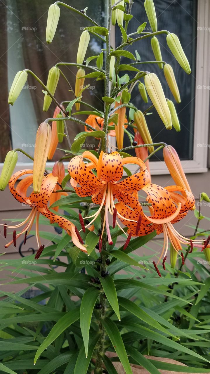 tiger lily