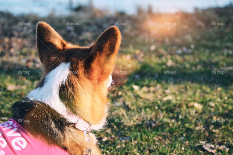 Corgi