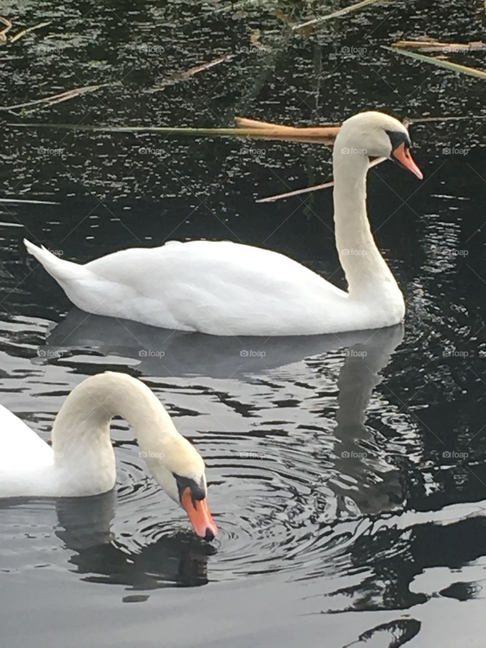 Km Leicester swan dip 