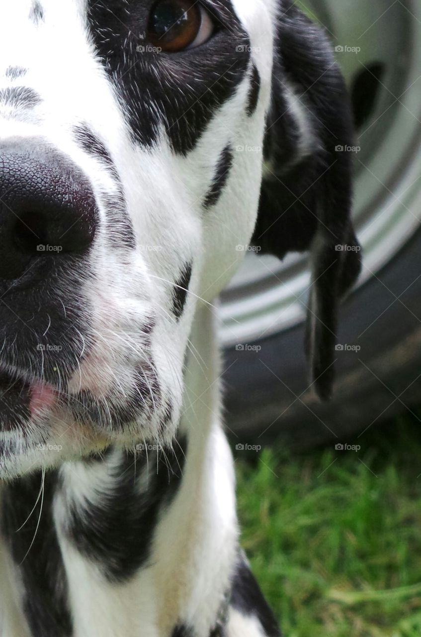 macro half face study of a Dalmatian Dog