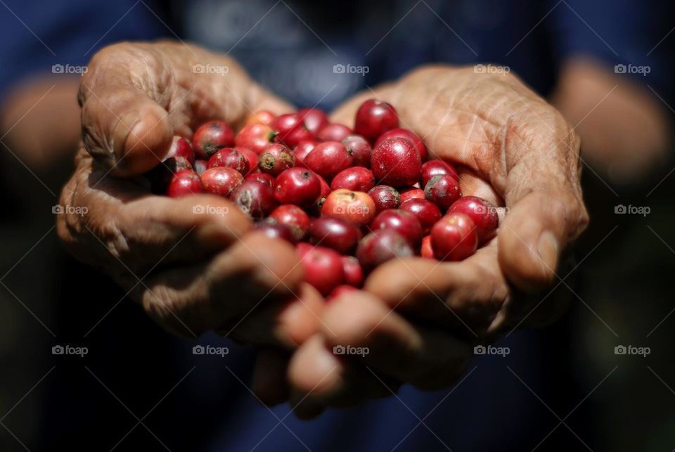 Red coffee bean