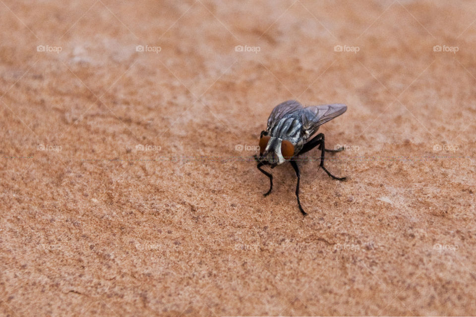 A fly on a red stone - close-up
