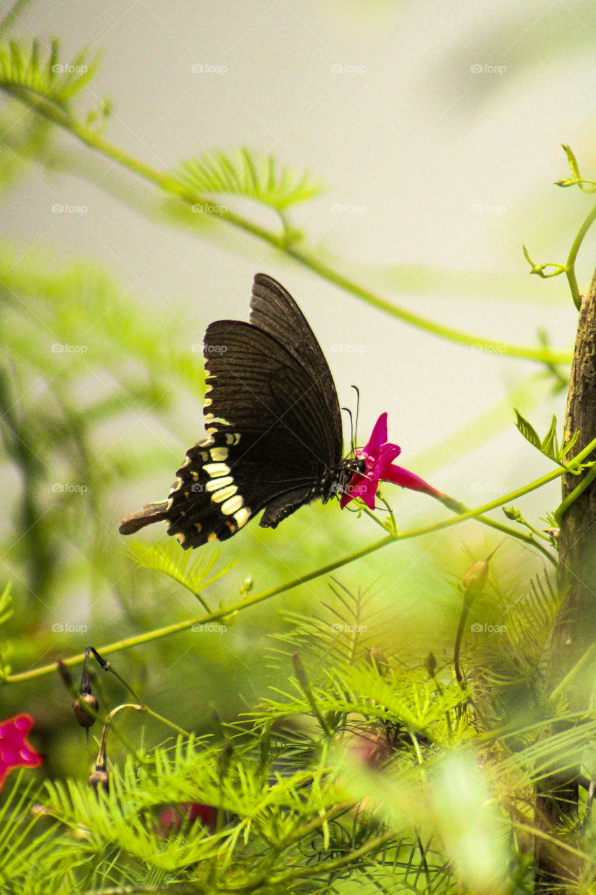 Amazing photography of butterfly. beautiful images of butterfly in yellow colour background on red colour flower. flying butterfly