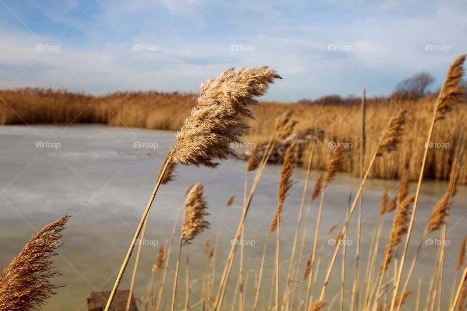 Phragmites 