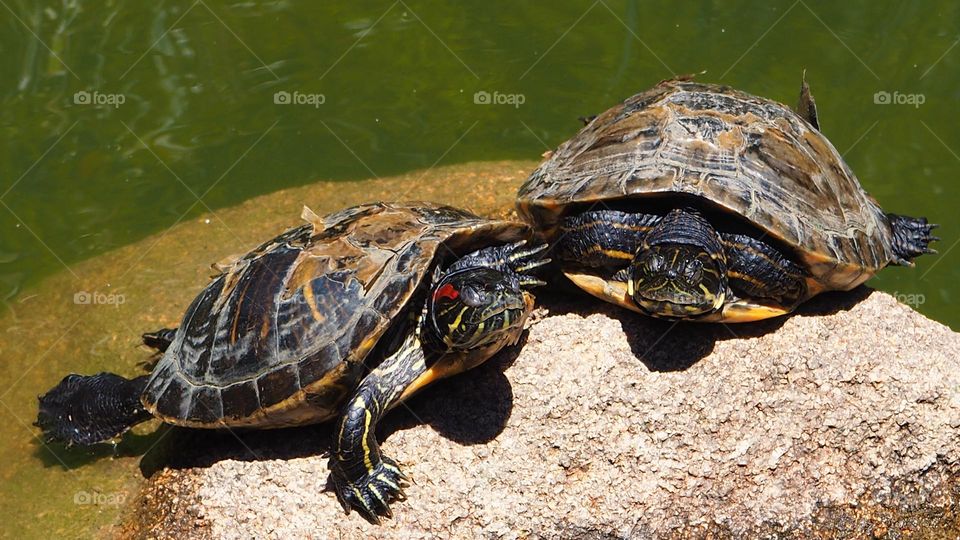 turtles