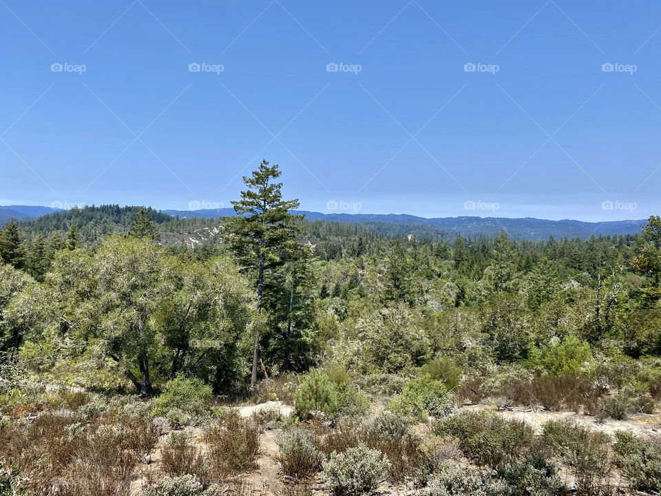 Henry Cowell Redwoods State Park in Felton California 