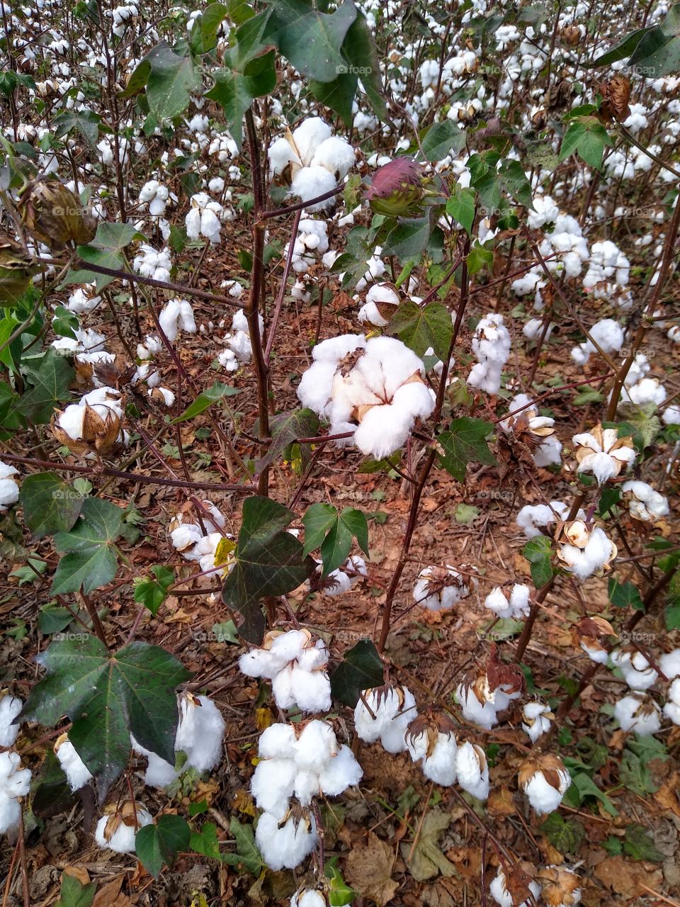 cotton up close