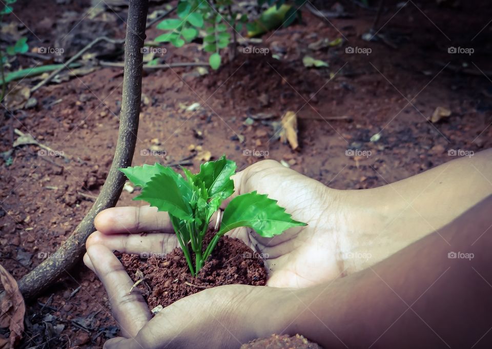 Person holding plant in hand