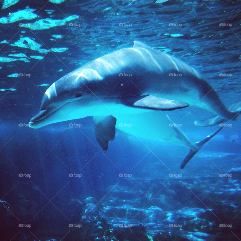 Dolphins, Seaworld,Orlando
