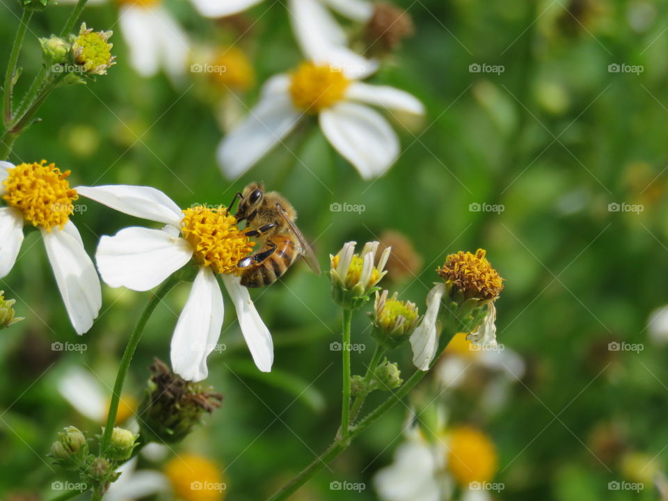 Bee