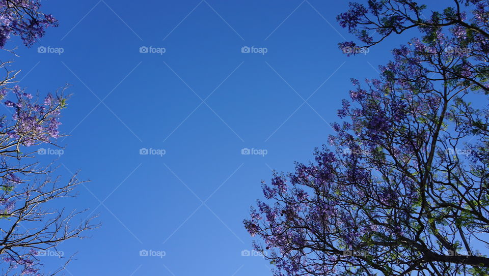 Jacaranda for background