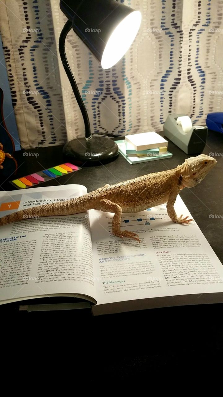 lizard studying