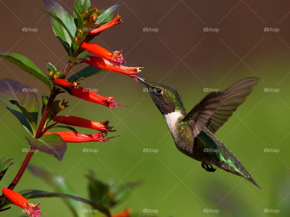 hummingbird