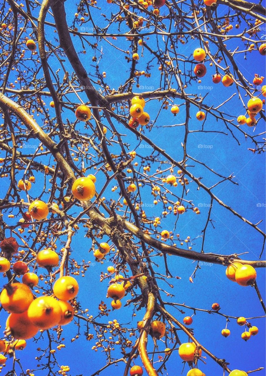 Low angle view of tree with fruits