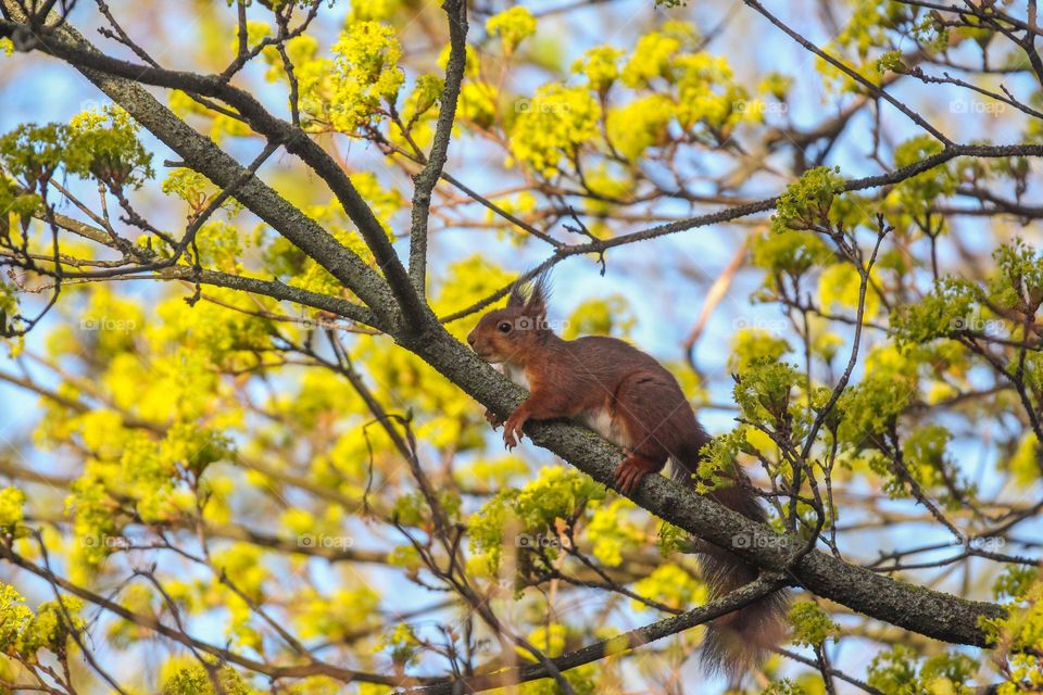 Cute red squirrel having a nap on a tree in a park in Brussels