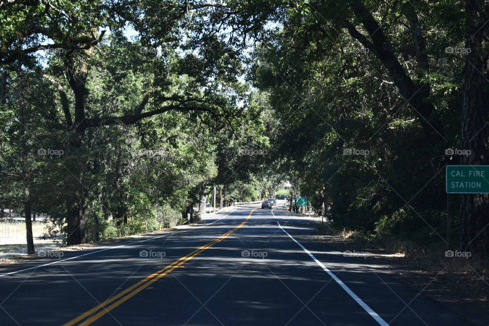 Tree tunnel