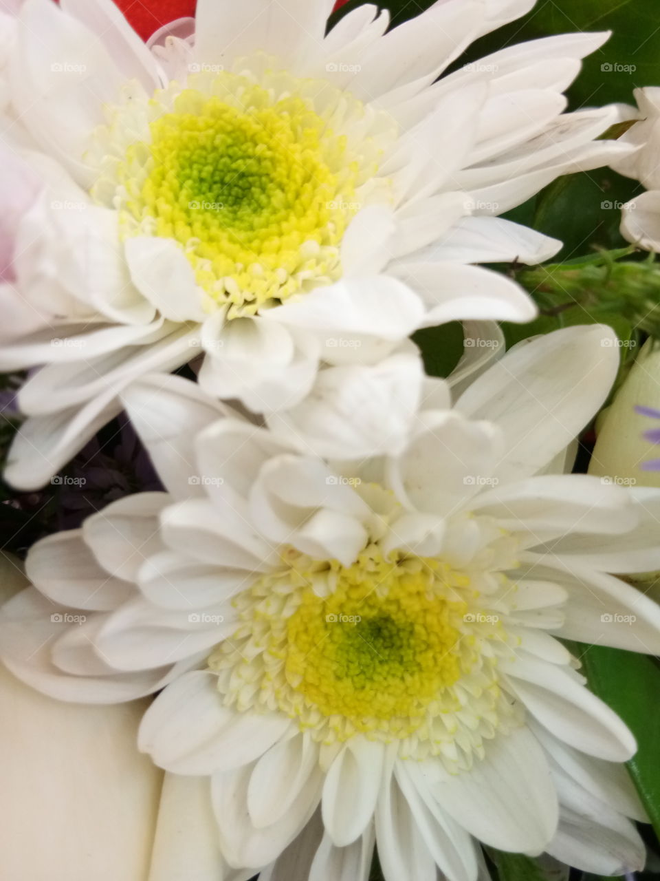 flower
white