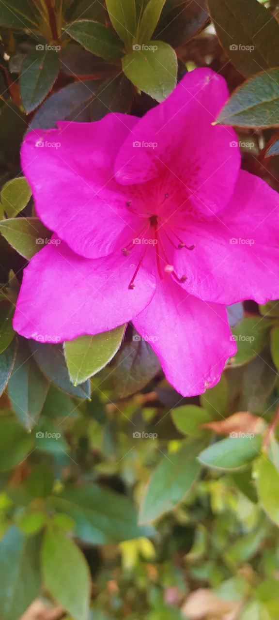 pink flower