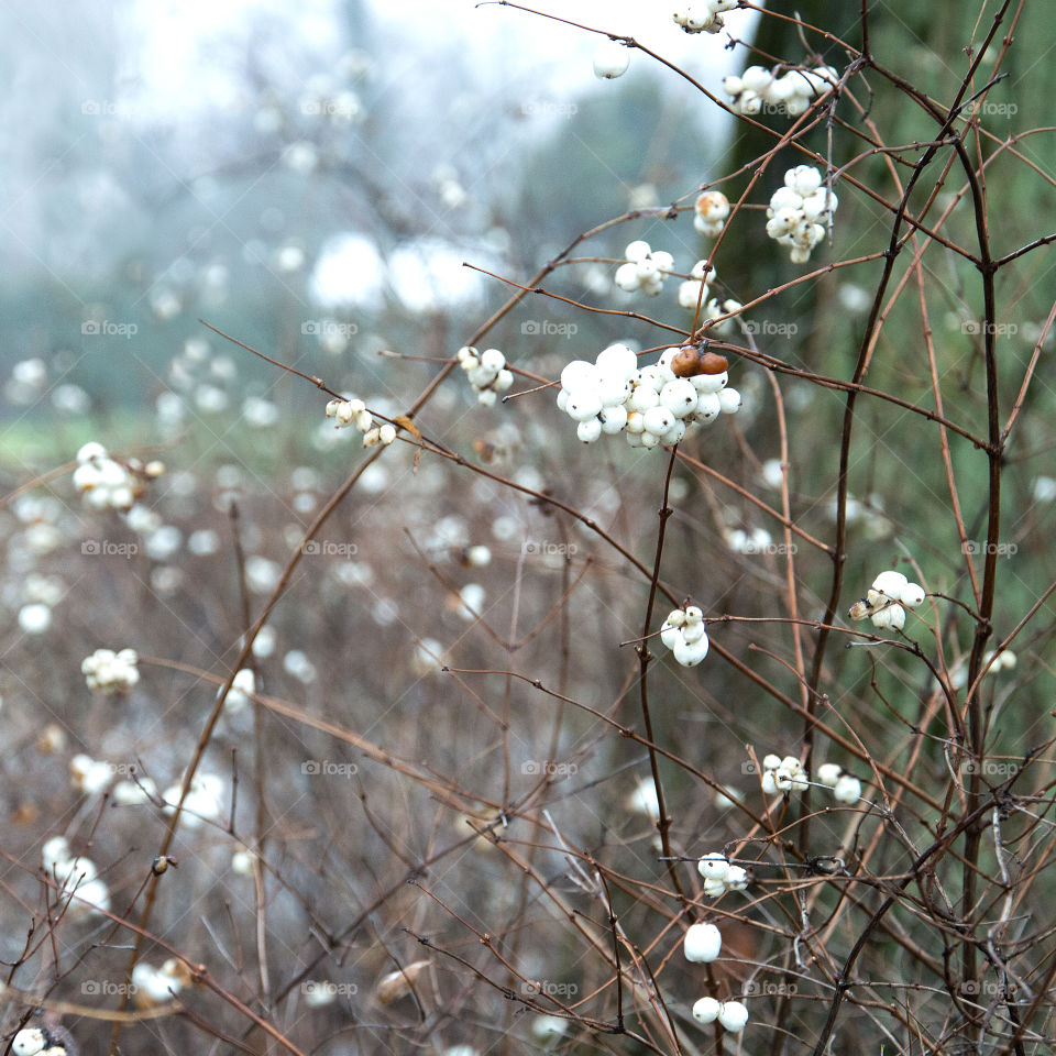White winter berries