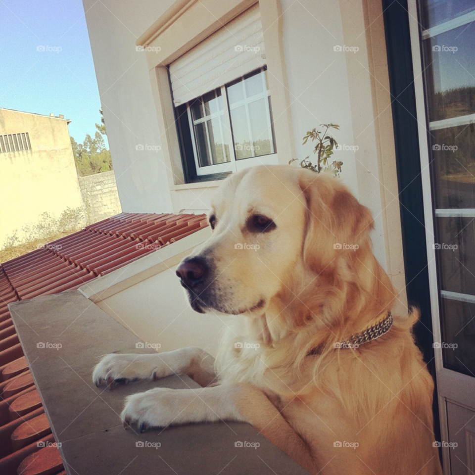 pretty dog house window by Zita