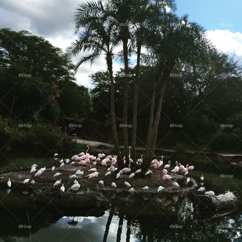 Flamingo Island 
