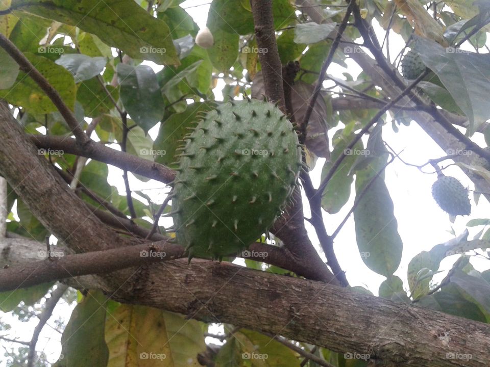 Fruit in Brazil