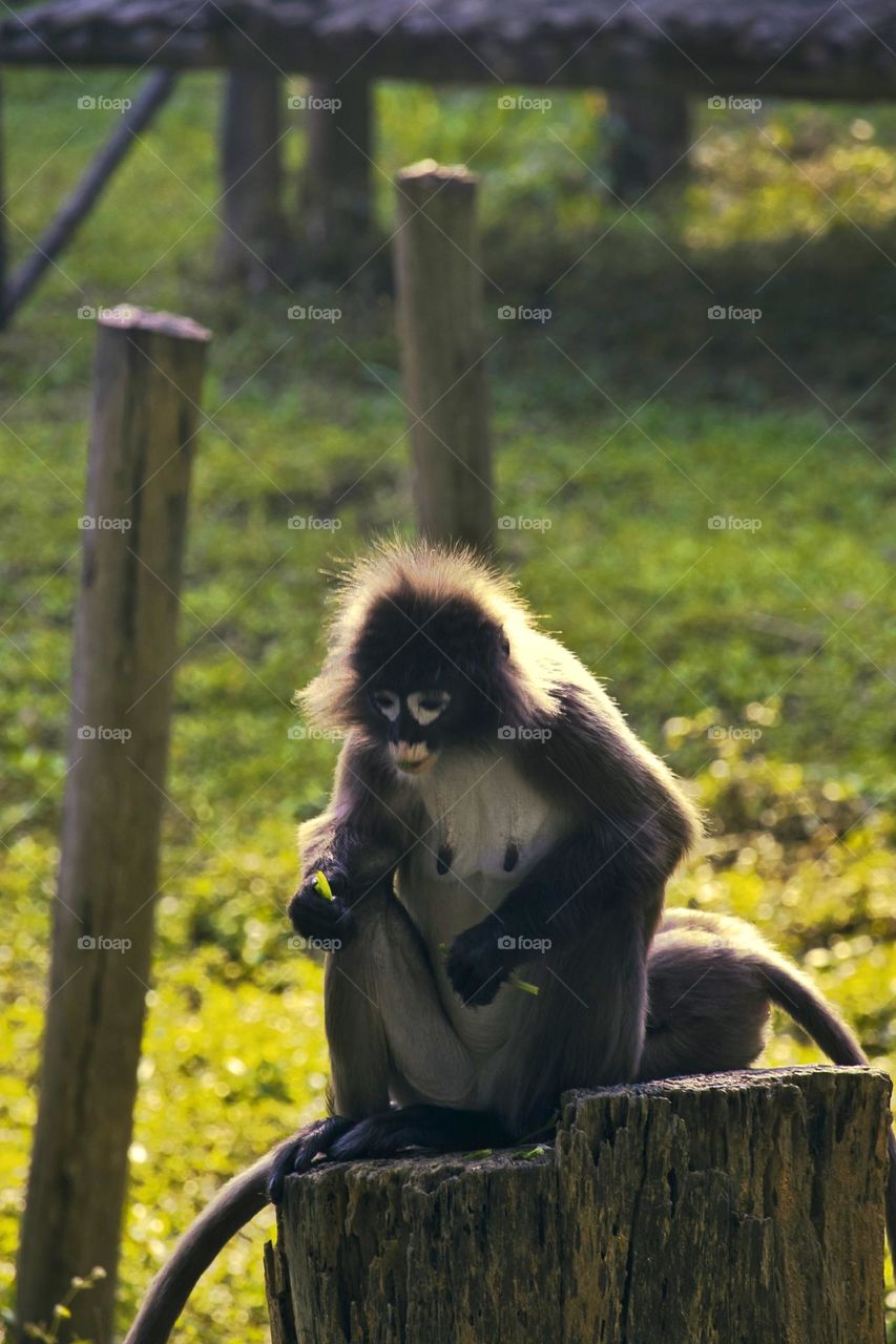 dusky leaf monkey