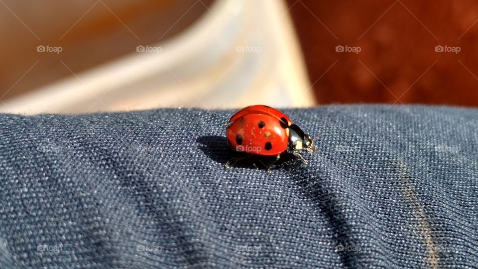 No Person, Wear, Textile, Fabric, Ladybug