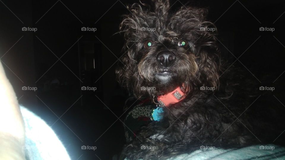 look at me, I will hypnotize you now just look at me my Shadows eyes are a glow