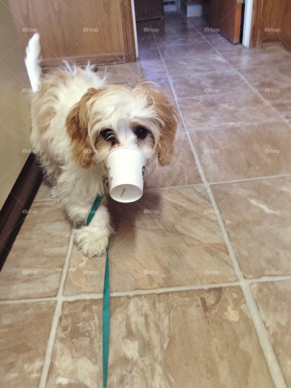 Puppy and a Cup
