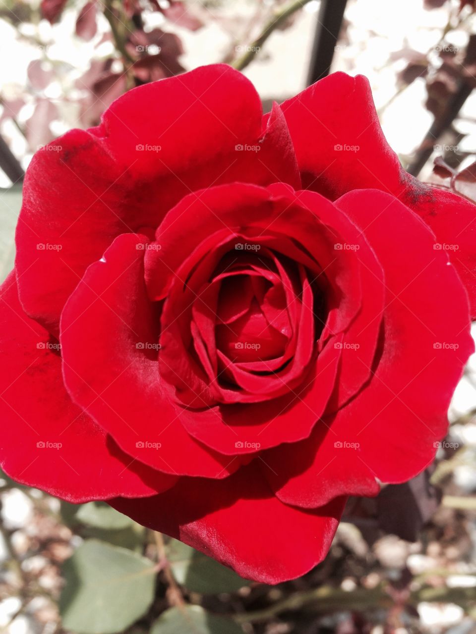 Red rose. Red rose outdoors. 