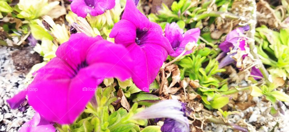 Beautiful purple flowees.