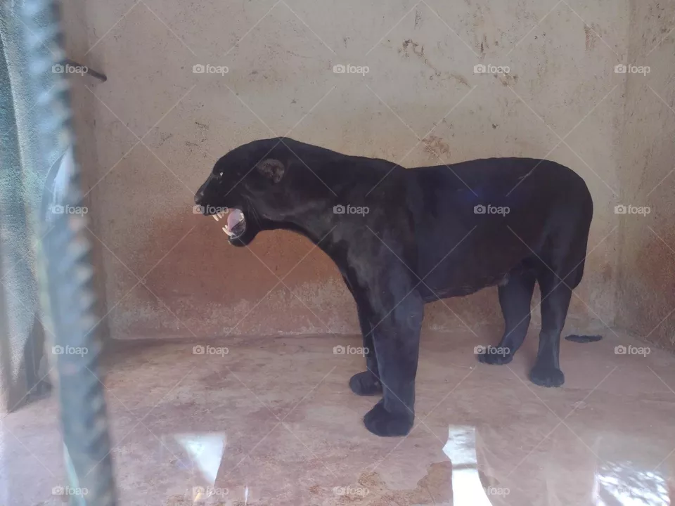 Onça