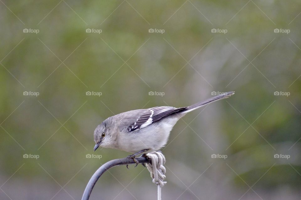 Mockingbird perched on top of a feeder 