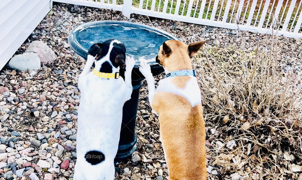 Two sweet adorable silly puppy dogs drinking water from birdbath out in garden area! 