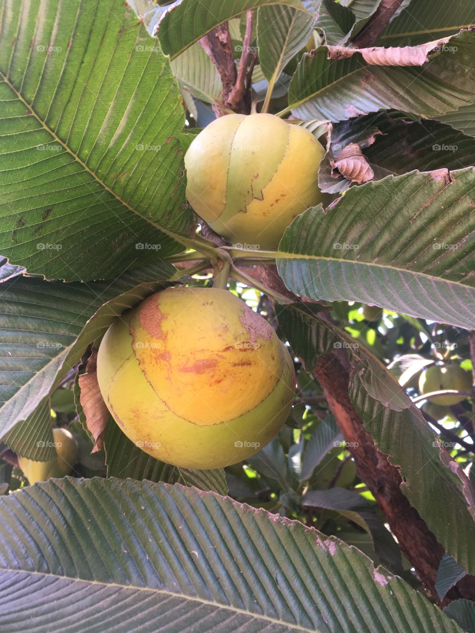 Natureza brasileira: a "fruta da riqueza": Delênia. 