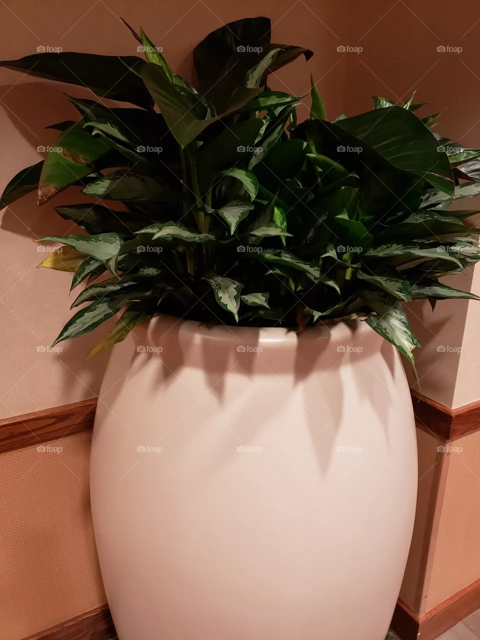 plant