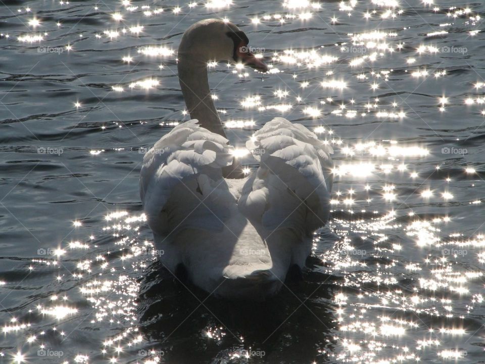 Swan