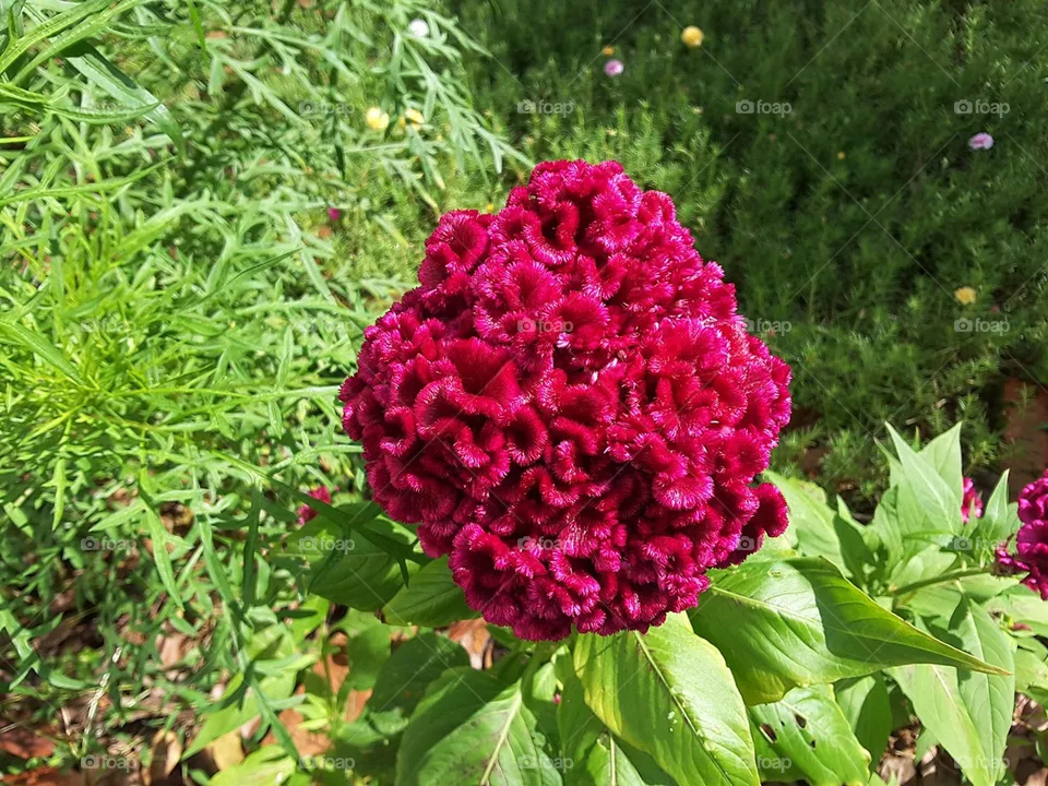 Nice plant