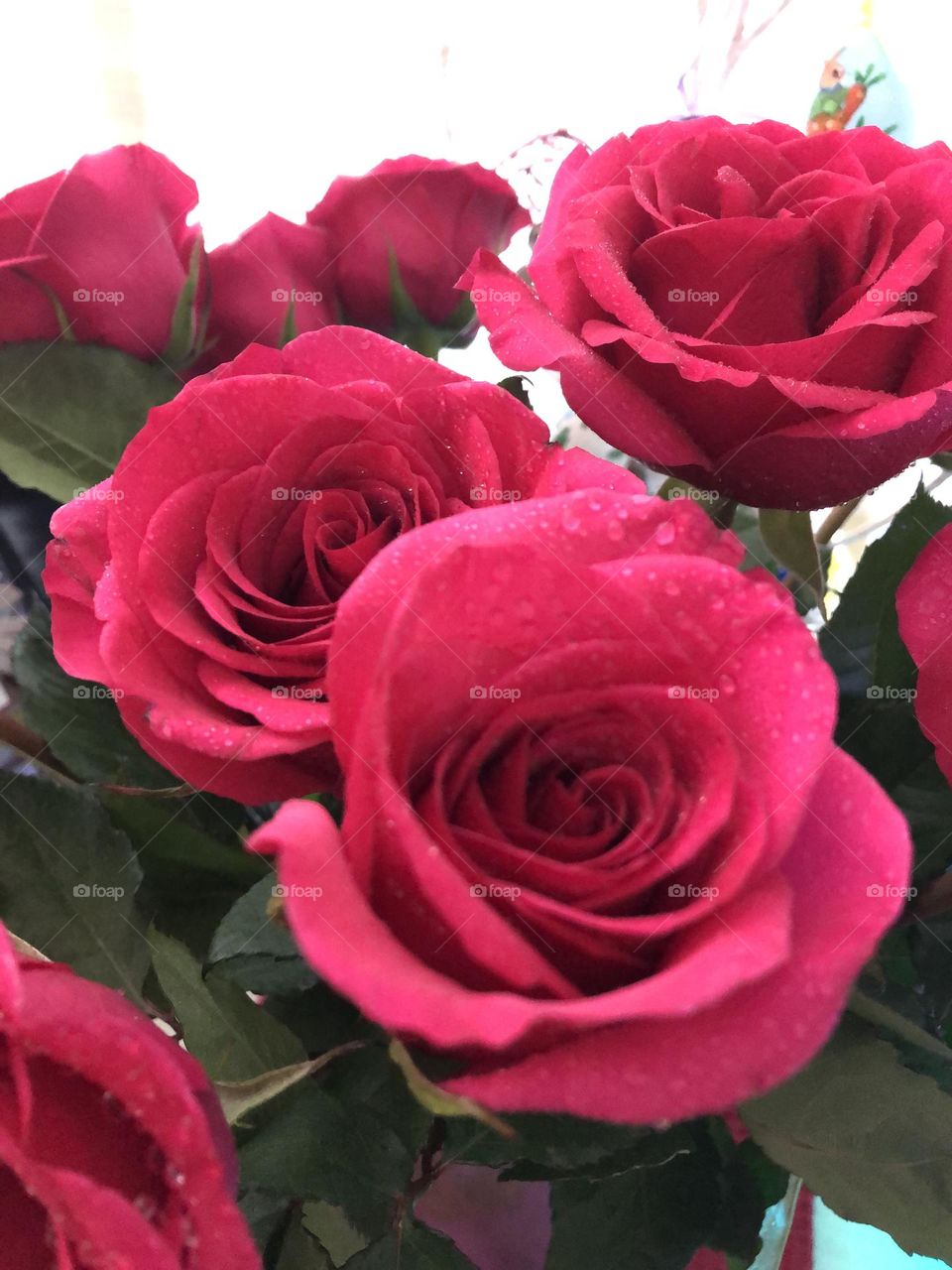 Close up with the armed Roses 🌹