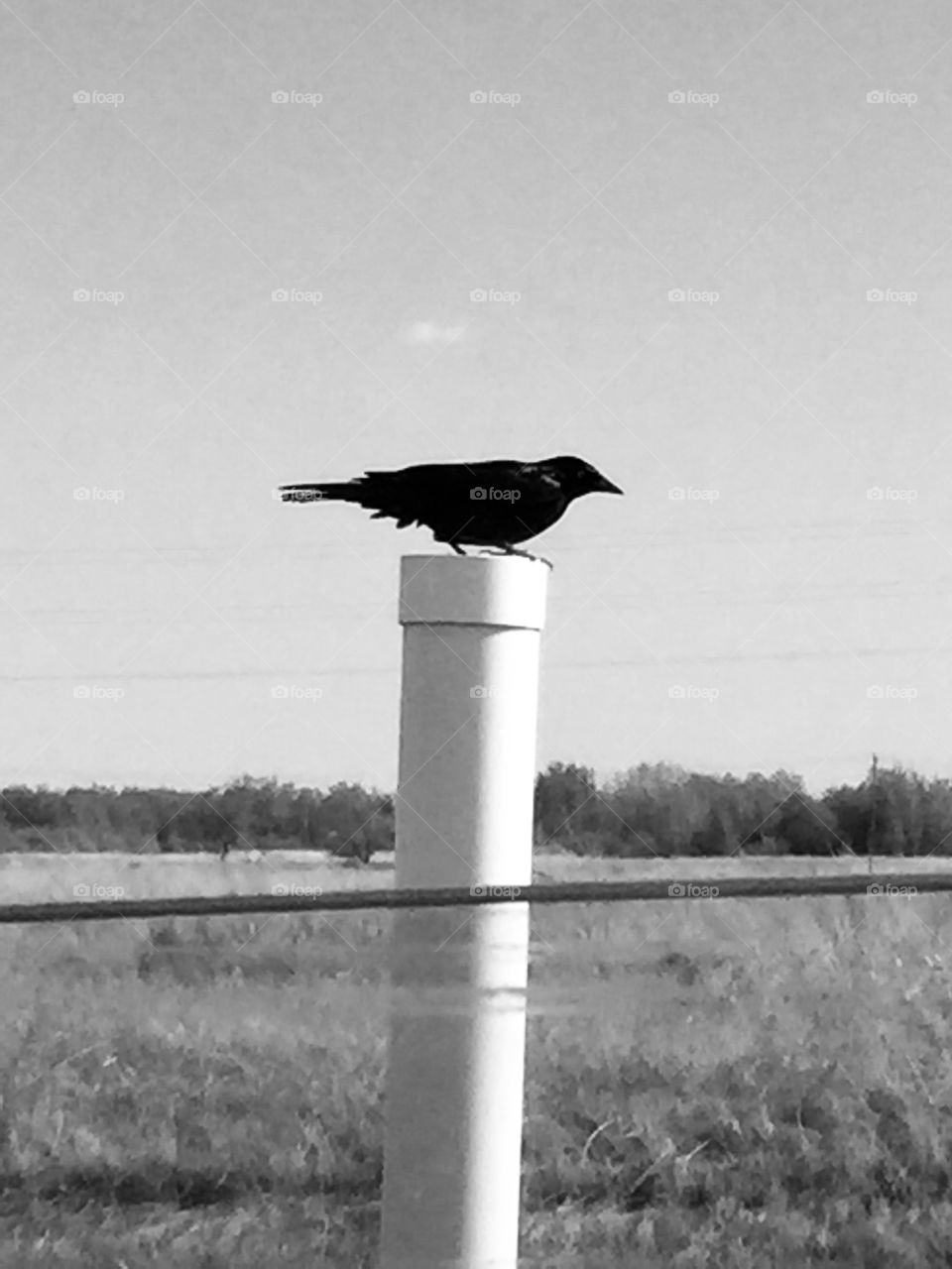 Black bird 