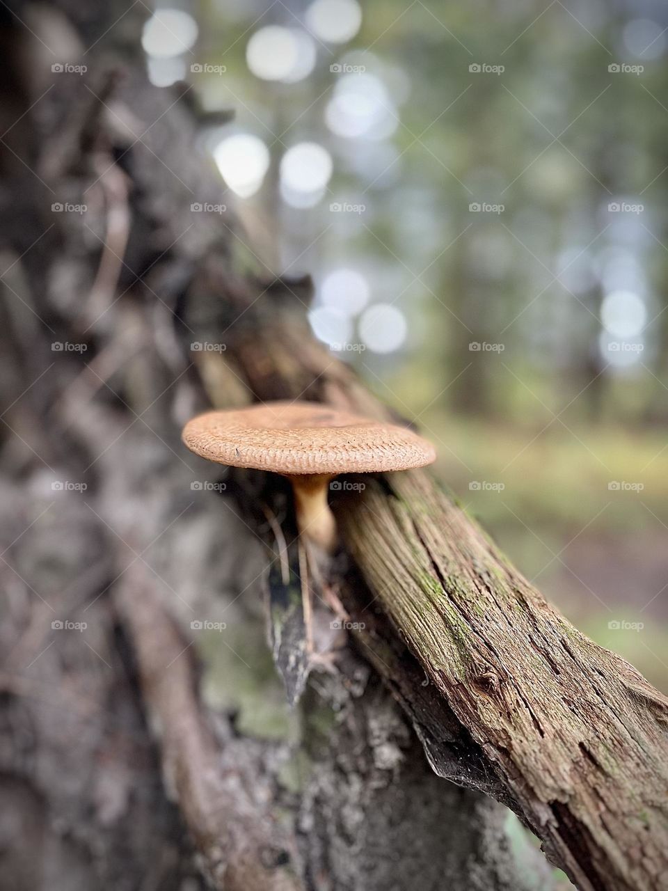 A lovely specimen of the fungi world, captured on a perfect fall day in Massachusetts 