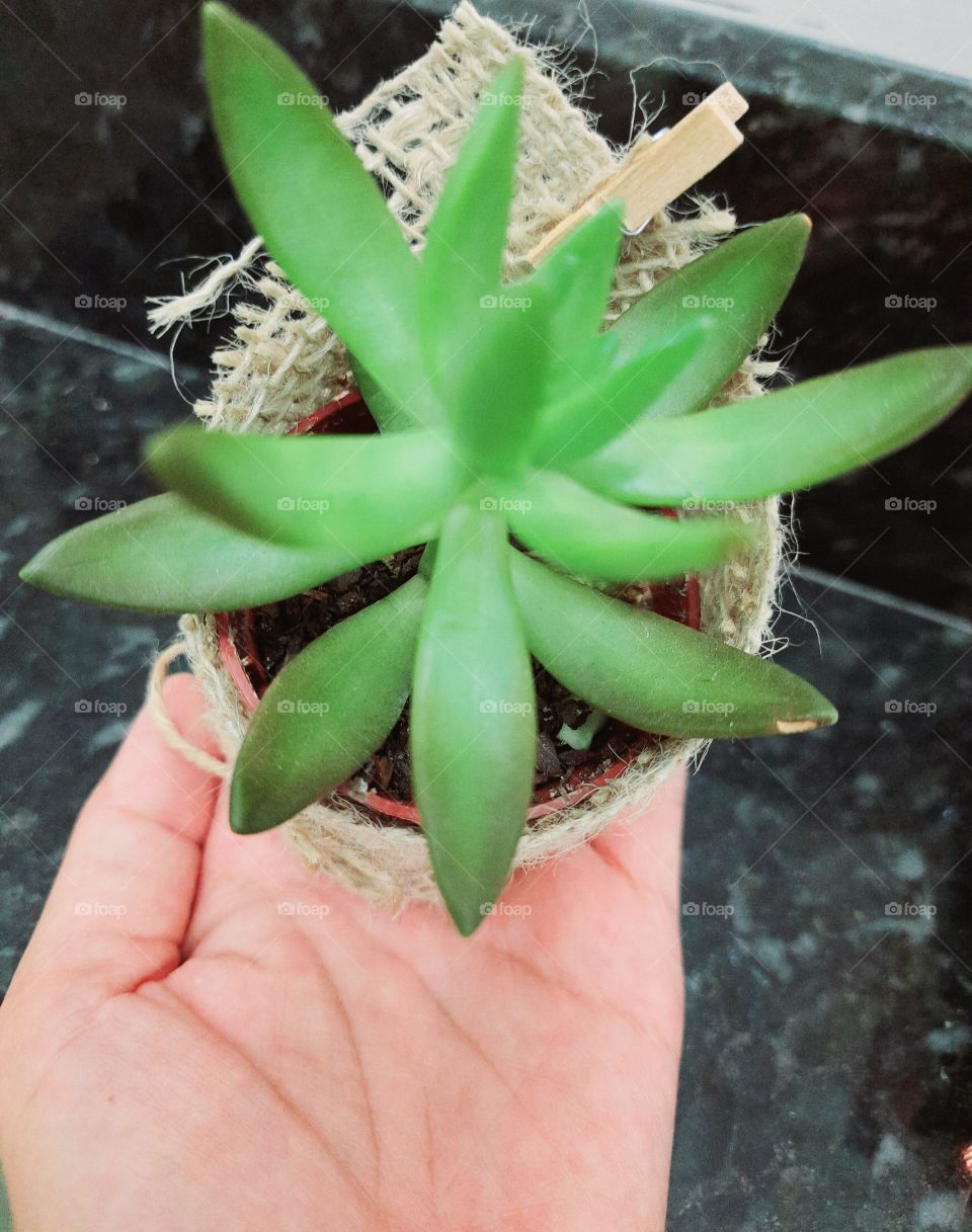 succulent in the vase